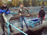 Доцент Коваленко В.О. зі студентами на садковому господарстві проводять інвентаризацію племінного поголів’я осетрових риб