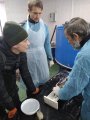 Разом зі стуентами досліджуємо стерлядь в ННВЛ рибництва кафедри аквакультури