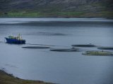 Садкове лососеве господарство в Ісландії