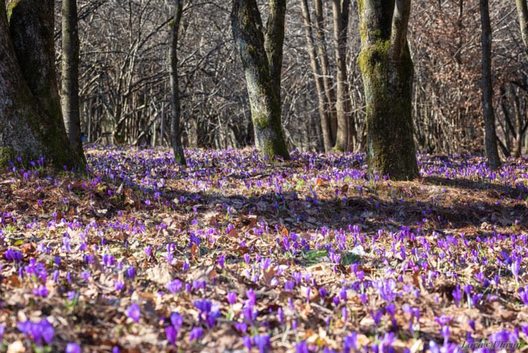 У дендропарку "Березинка", біля Мукачево, зацвіли крокуси, або шафран  Гейфеля. 📷: Лариса Угрин | Facebook https://t.co/n1Xelyb1zQ