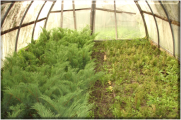 Вирощування садивного матеріалу для озеленення у "закритому ґрунті"