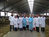 Виїзне заняття гуртківців на фермі з роботизованим доїнням корів