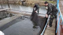 Підготовка садків до інвентаризації поголів’я осетрових риб