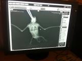 Компʼютерна рентгенографія летючої миші