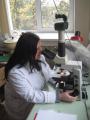 Гуртківці під час досліджень у проблемній науково-дослідній лабораторії “Мікології і фітопатології”  