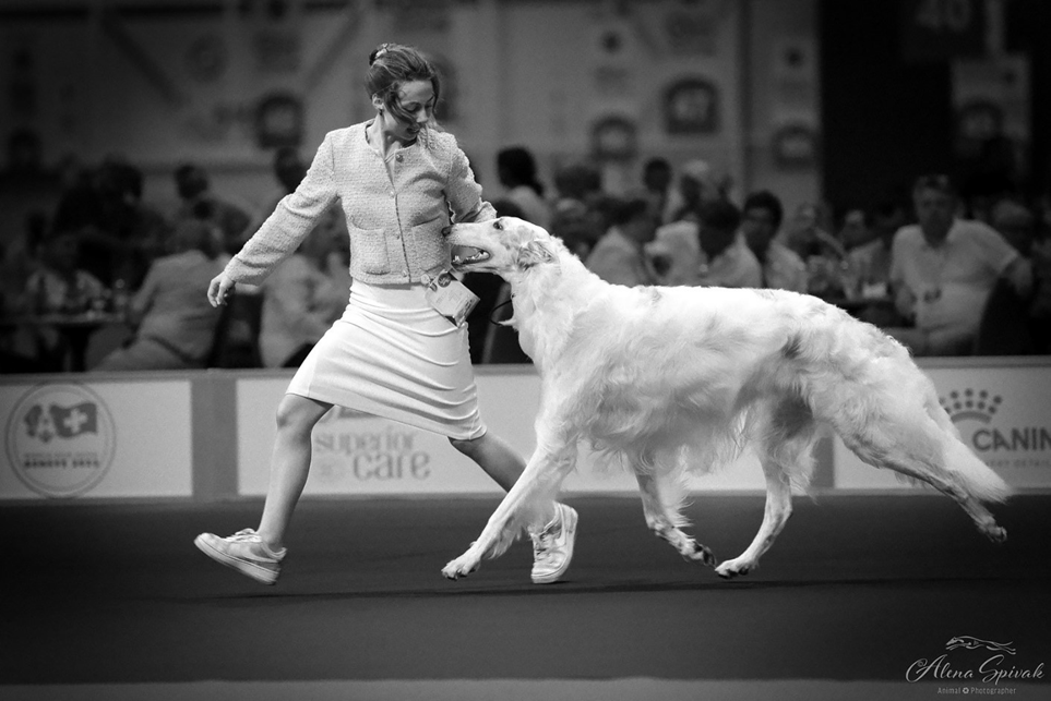 Хорт української селекції на чемпіонаті світу в Мадриді